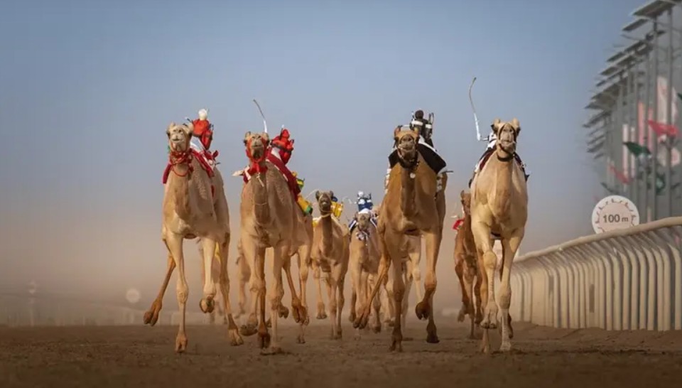 مهرجان ولي العهد للهجن.. 492 مليون ريال القيمة السوقية لمطايا أشواط الحسم