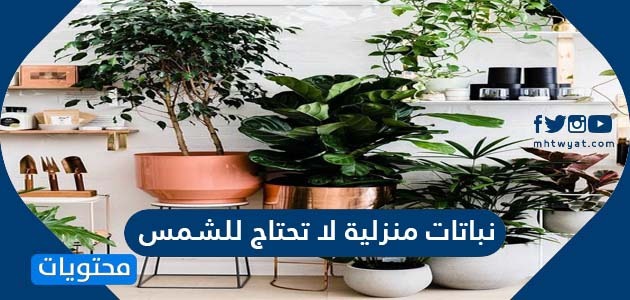 نباتات منزلية لا تحتاج للشمس